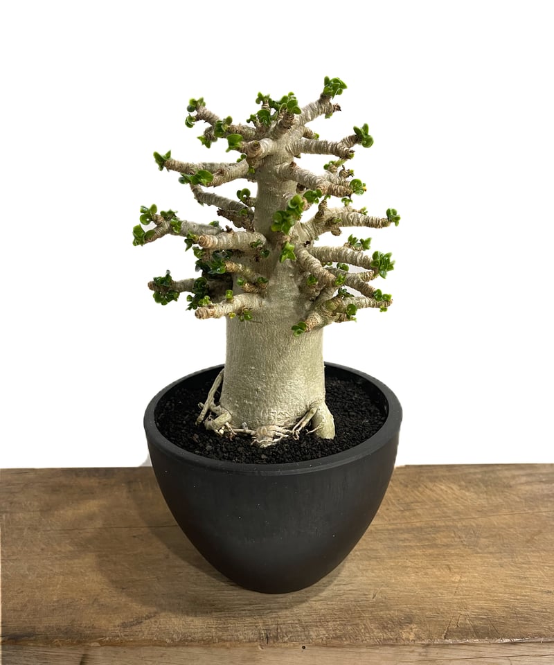アデニウム　獅子葉　DHA アデニウム D.H.A (獅子葉) 選抜個体「Adenium D.H.A」47F-2 | S