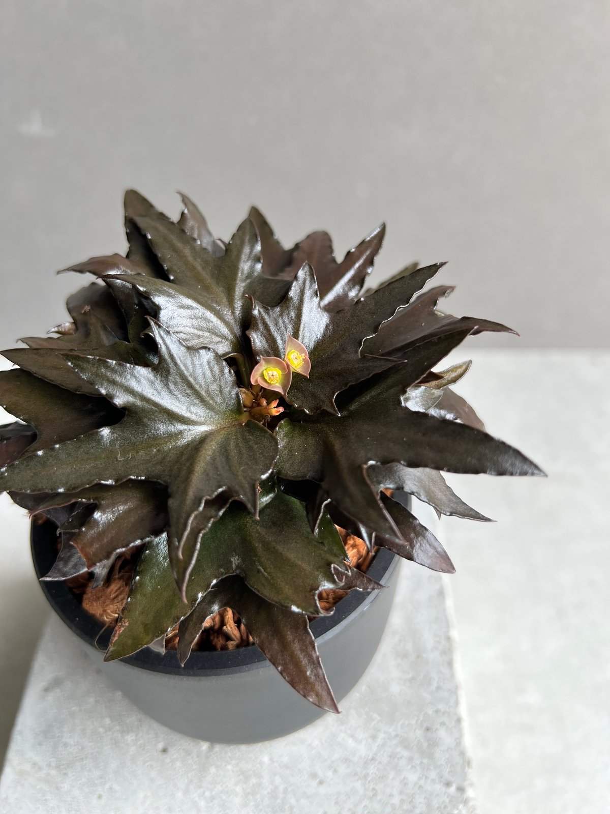 ユーフォルビア　フランコイシー　エスプレッソ ユーフォルビア フランコイシー “エスプレッソ”「 Euphorbia
