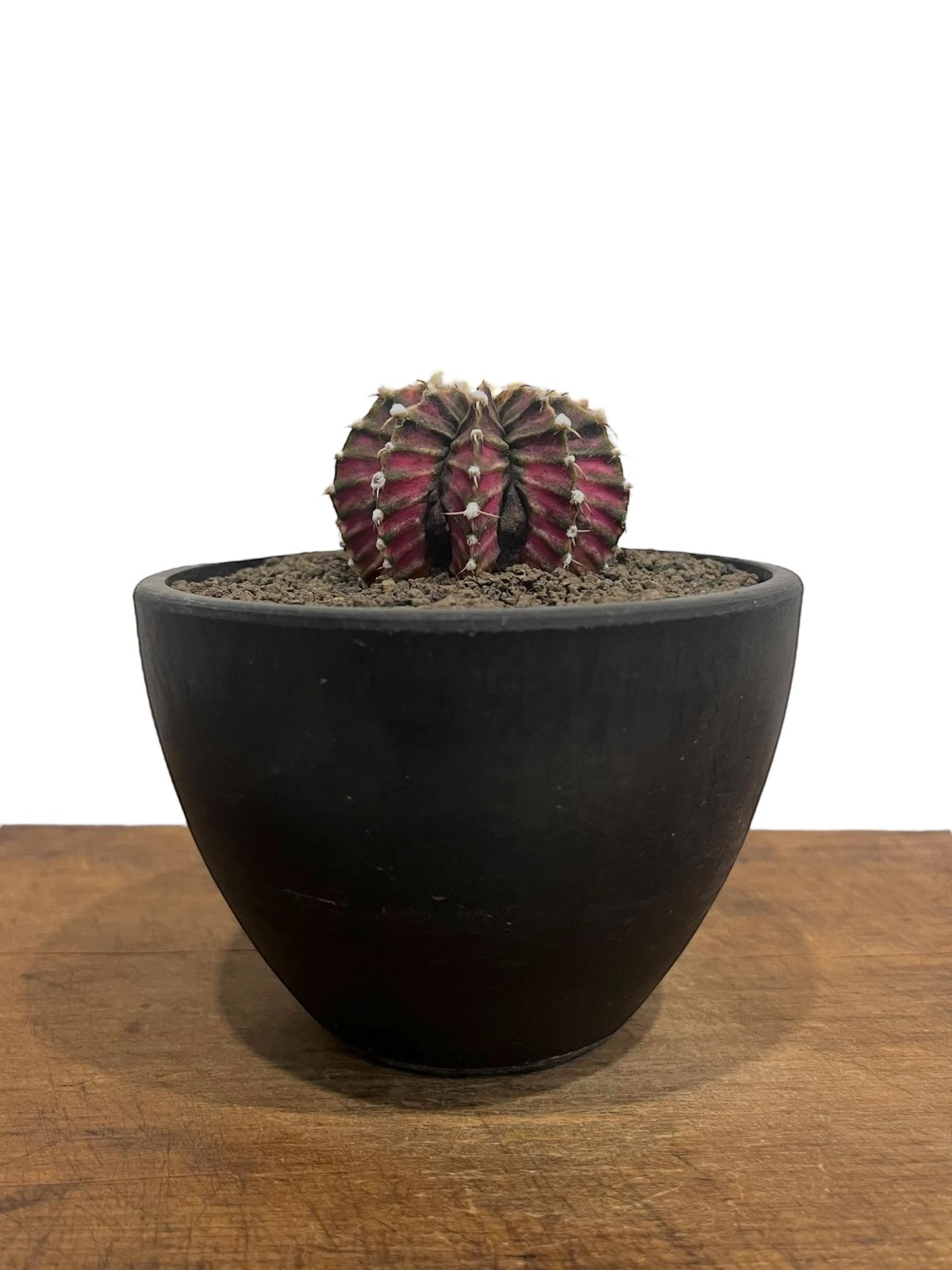 ギムノカリキウム LB2178 x TLUX 「Gymnocalycium LB2178