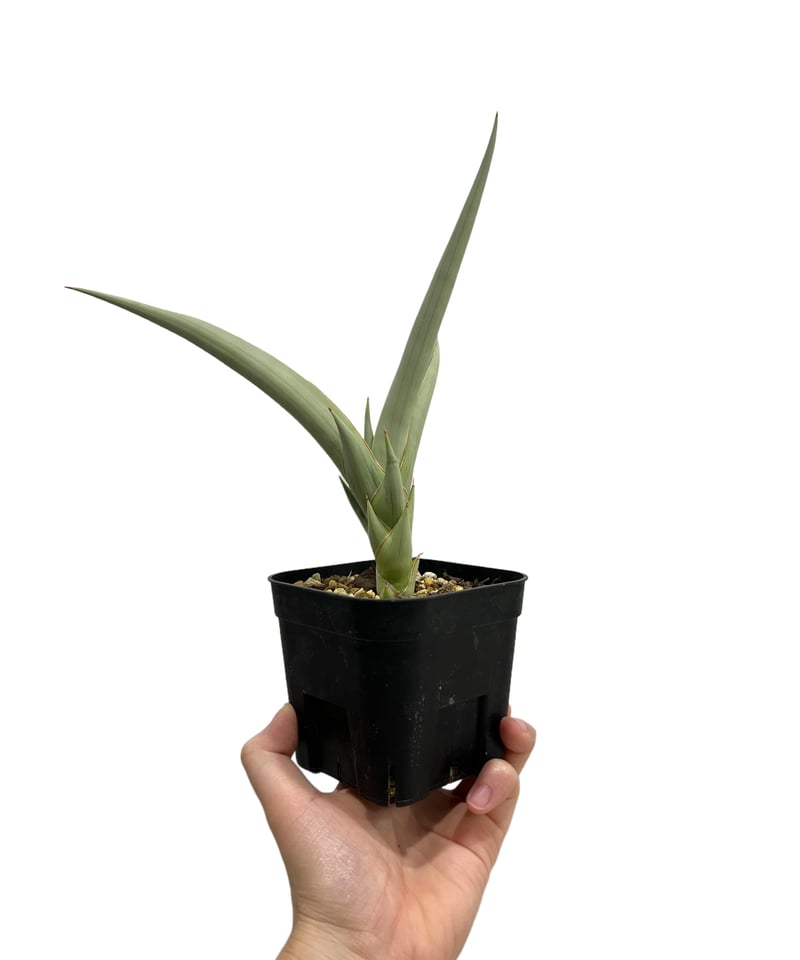 サンセベリア チャニン(by アンヤマニー ガーデン) 「Sansevieria