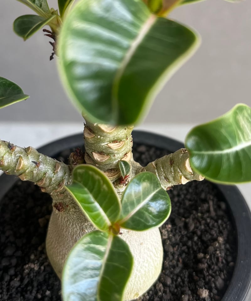 アデニウム D.H.A (獅子葉) “選抜個体” 「Adenium D.H.A (Dorset アデニウム D.H.A (獅子葉) “選抜個体” 「Adenium D.H.A (Dorset