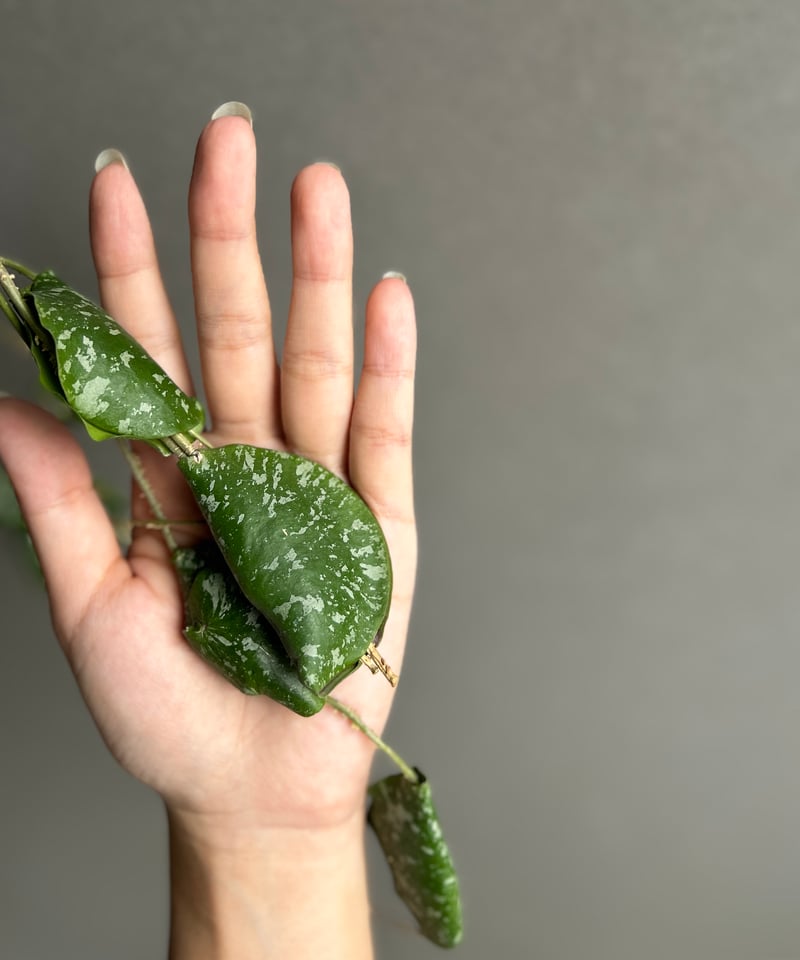 ホヤ インブリカータ + ハンギング ポット「 Hoya imbricata」 15G | S