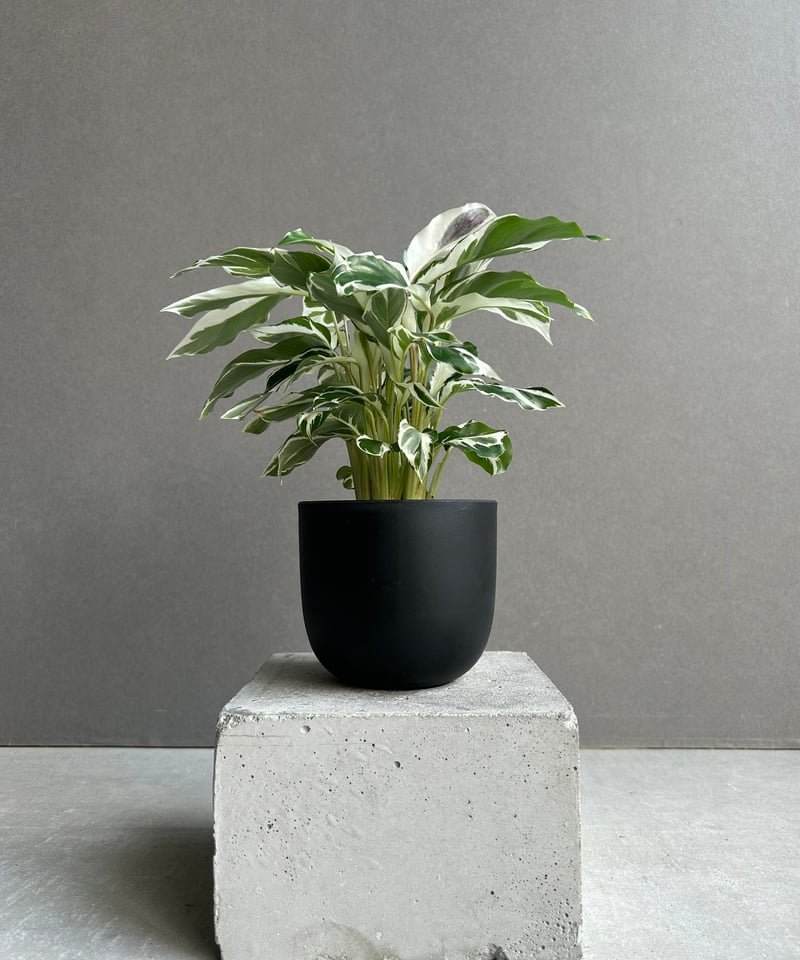 カラテア ホワイトフュージョン 陶器鉢付き ① カラテア ホワイト フュージョン「Calathea 'White Fusion'」54L |