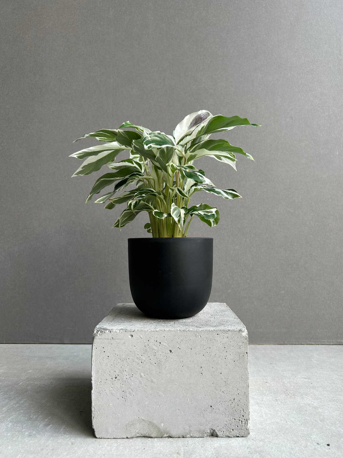 カラテア　ホワイトフュージョン カラテア ホワイト フュージョン「Calathea 'White Fusion'」54L |