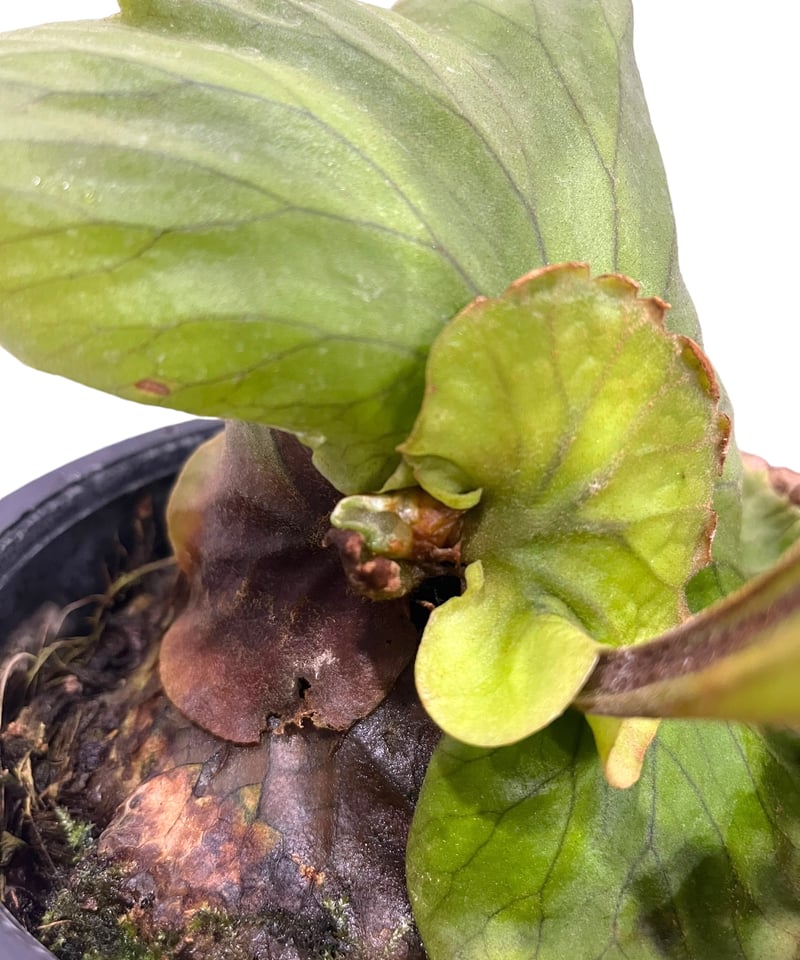 ビカクシダ キッチャクード 細葉 「Platycerium Mt. Kitshakood Th