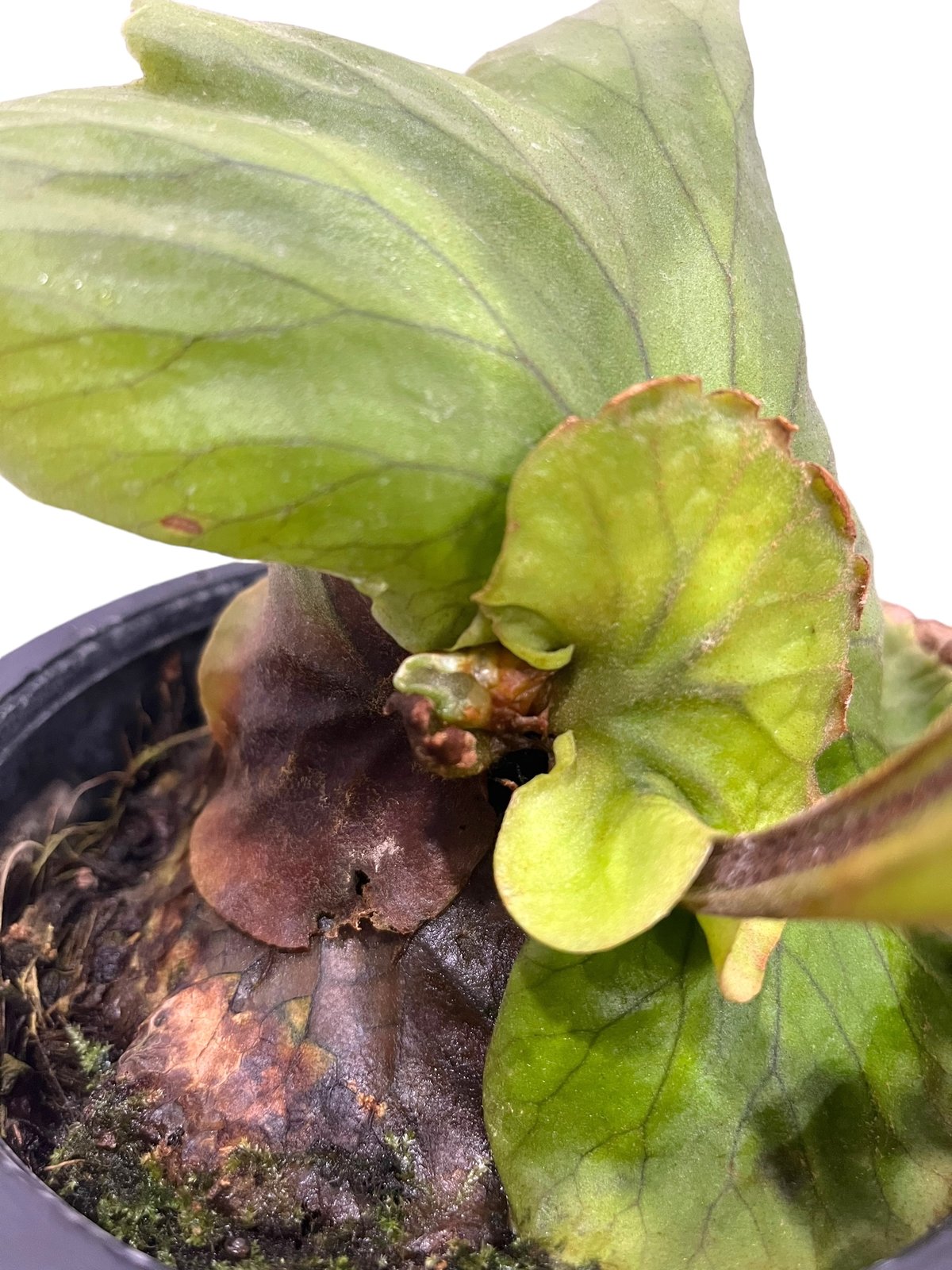 ビカクシダ キッチャクード 細葉 「Platycerium Mt. Kitshakood Th