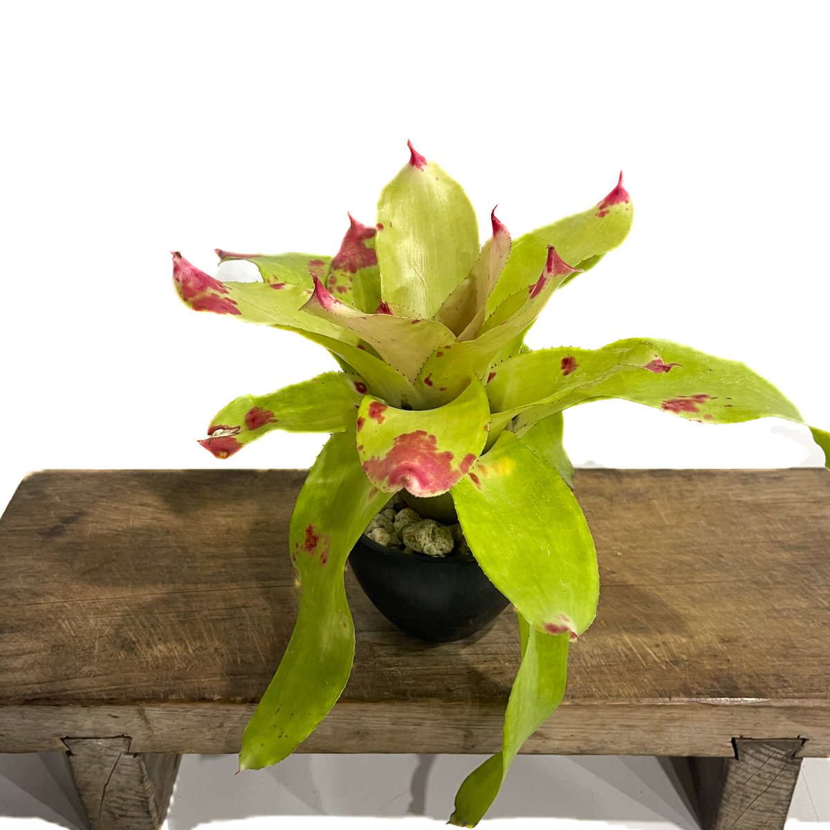 ブロメリア・エアープランツ Neoregelia strome Worning x Michi ブロメリア・エアープランツ Neoregelia strome Worning x Michi
