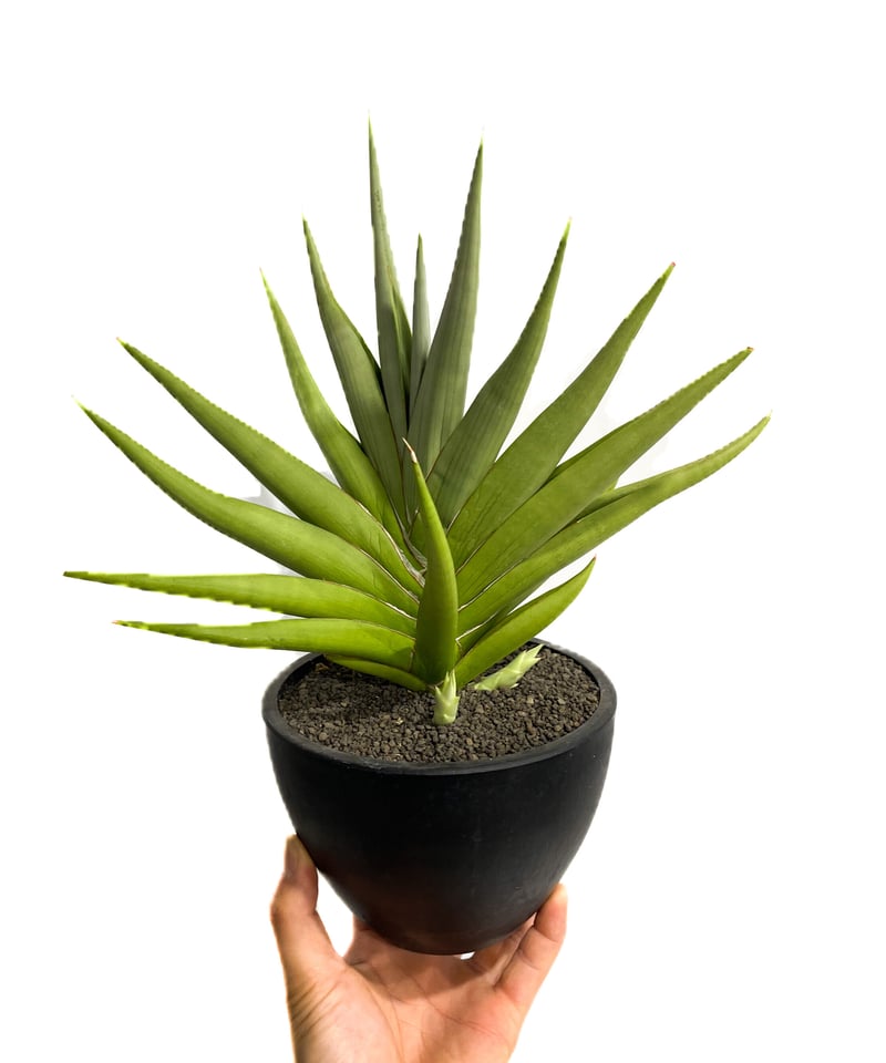 サンセベリア チャニン「Sansevieria Chanin(by Unyamanee Gar