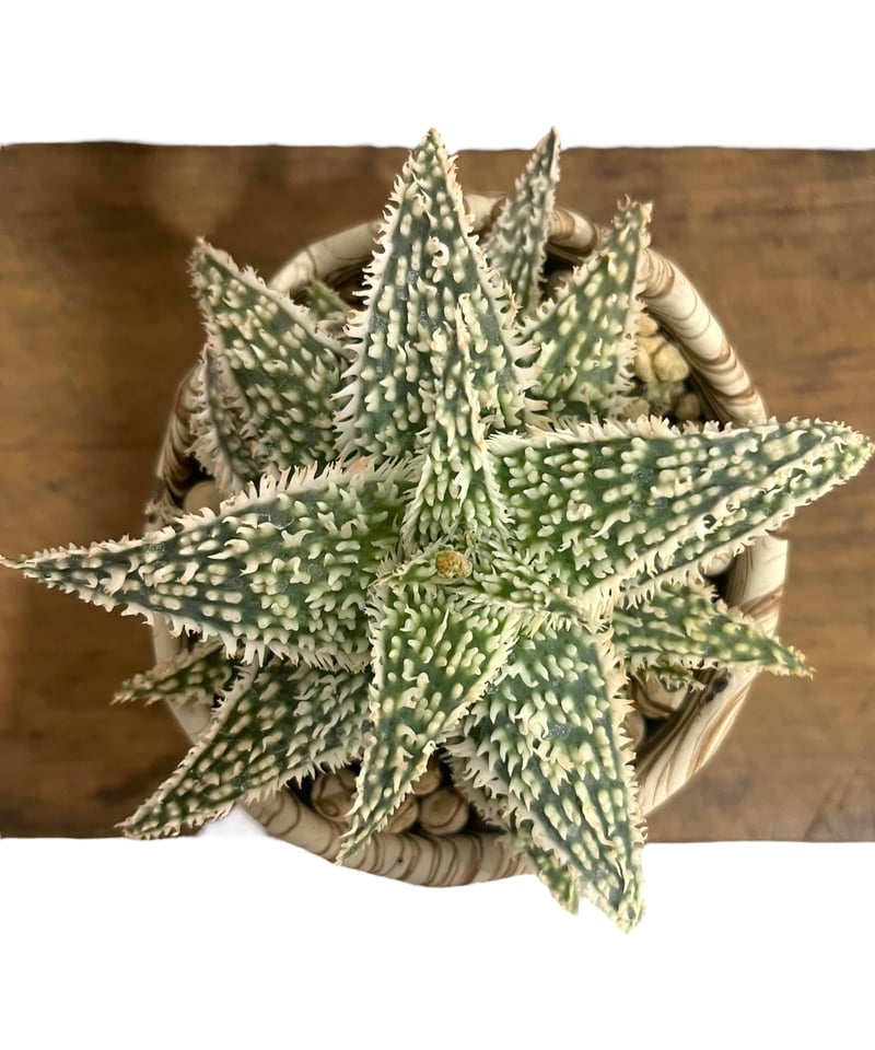 アロエ　ハイブリッドまとめパック24鉢　Aloe hybrid 第四種 Aloe hybrid 'lava' 赤さが増してます😄 #ketaro_アロエ #アロエ