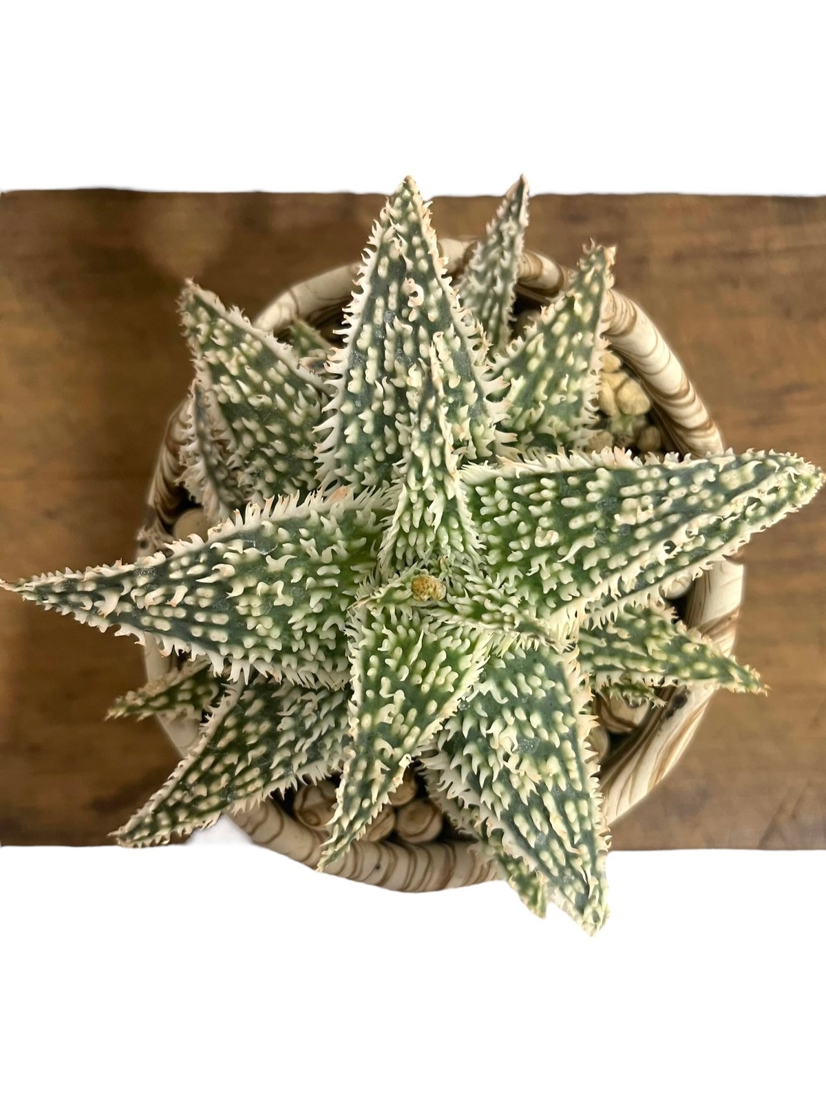アロエ ハイブリッド “選抜個体” + plantsmonsters pot 「Aloe Hy アロエ ハイブリッド “選抜個体” + plantsmonsters pot 「Aloe Hy