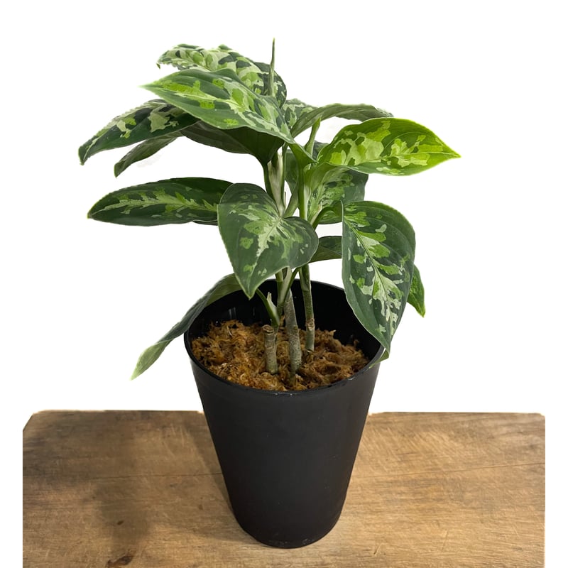 【LA便】Aglaonema pictum アグラオネマ ピクタム トリカラー