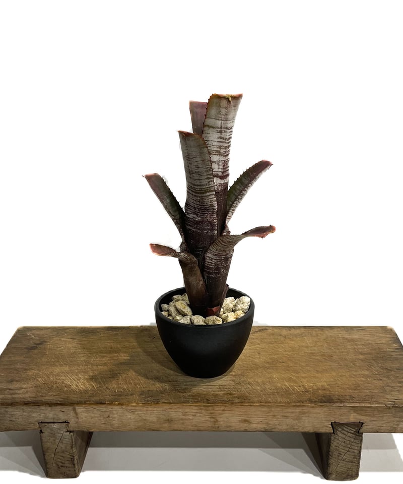 エクメア ヌディカウリス シルバー ストリーク「Aechmea nudicaulis