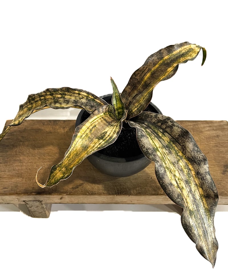 サンセベリア キルキー コパトーン 斑入「Sansevieria Kirkii var. pu