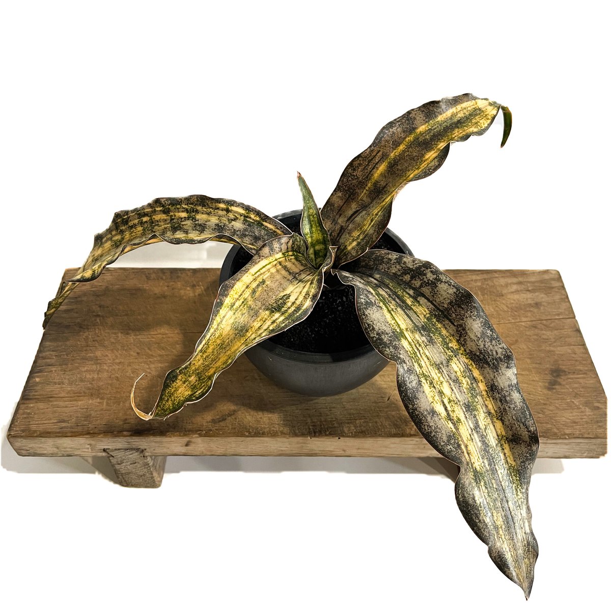 サンセベリア キルキー コパトーン 斑入「Sansevieria Kirkii var. pu