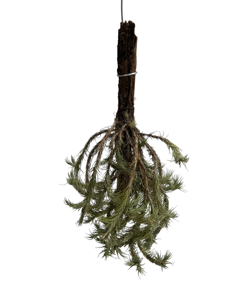 専用Tillandsia Tricholepis 速達発送 Tillandsia sp. (SP, Brazil) | PINEAPPLES