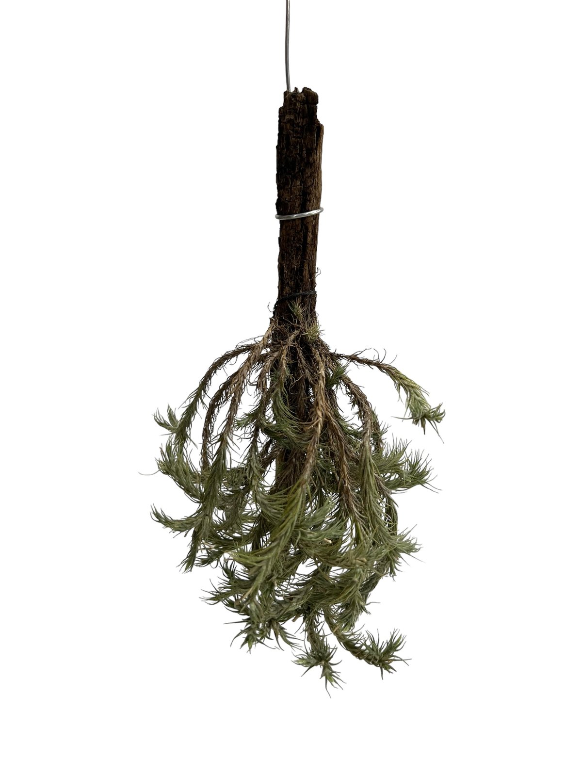 ティランジア トリコレビス「Tillandsia tricholepis 」96H | SHO