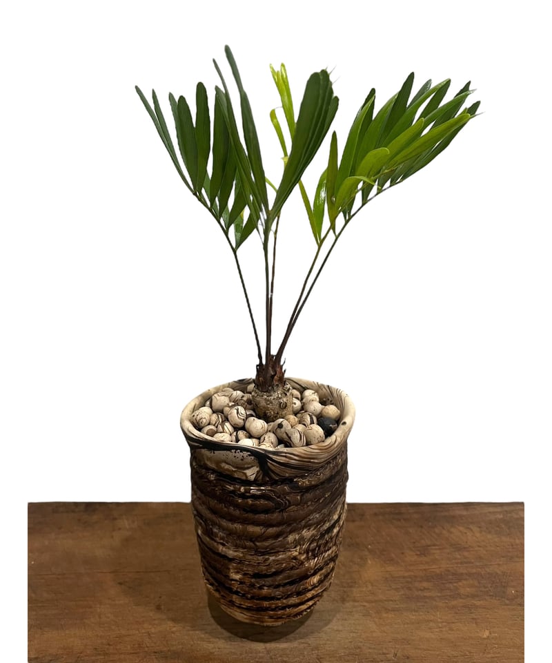 ザミア　ソテツ　盆栽 ザミア ソテツ 盆栽 楽天市場】観葉植物：ソテツ フロリダーナ ザミア