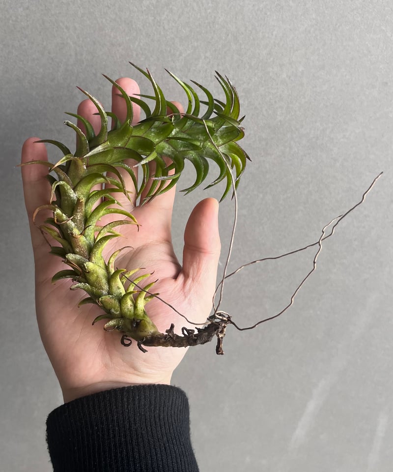 ティランジア バンハイニンギー 斑入 「Tillandsia vanhyningii Vari