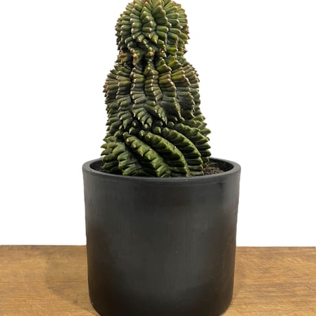 ギムノカリキウム ミハノビッチ 変異種 “選抜個体”「 Gymocalycium Mihaovichii Mutation “Select”」34P