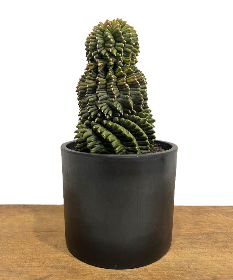 ギムノカリキウム ミハノビッチ 変異種 “選抜個体”「 Gymocalycium