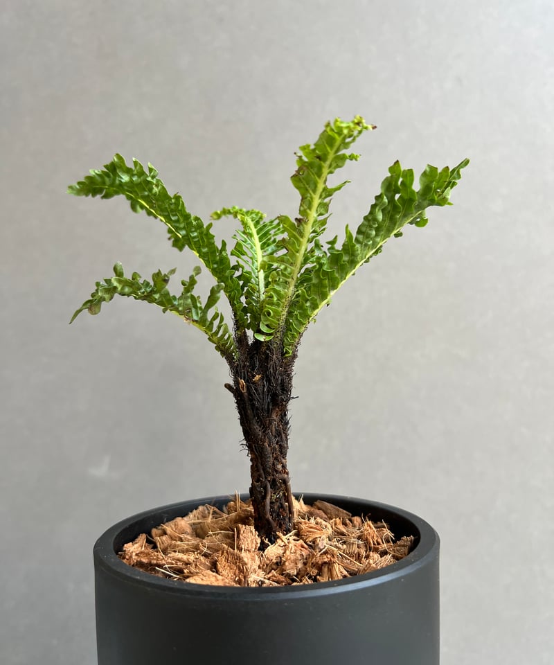 GP ブレクナムギッバム ドワーフ② GP ブレクナムギッバム ドワーフ②