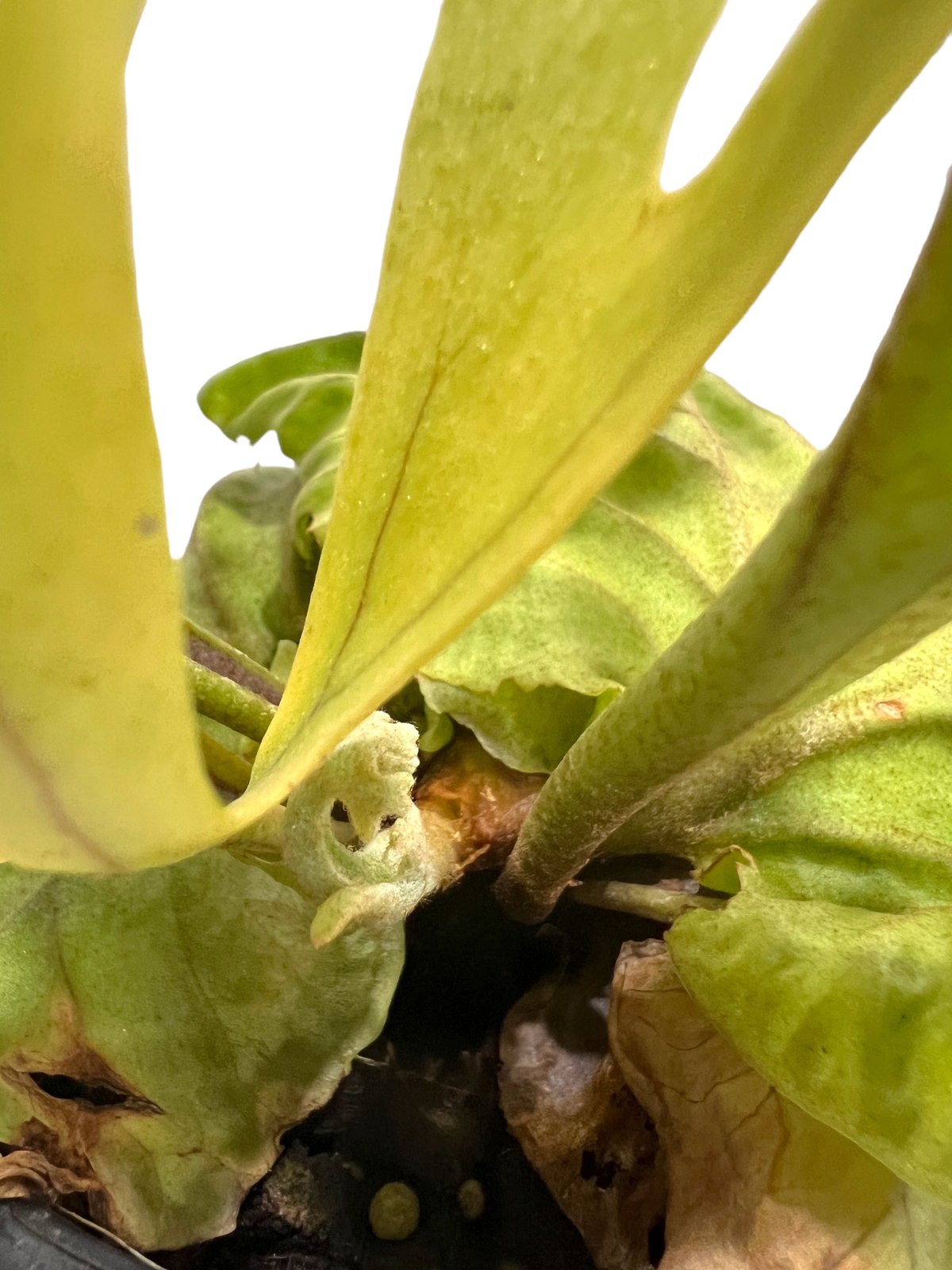 ビカクシダ リドレイ(by ヌクル) 「Platycerium ridleyi (by Nuk