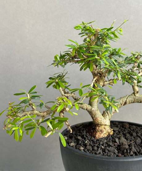 “うち” 盆栽 Limited Edition「“UCHI” BONSAI 」86H