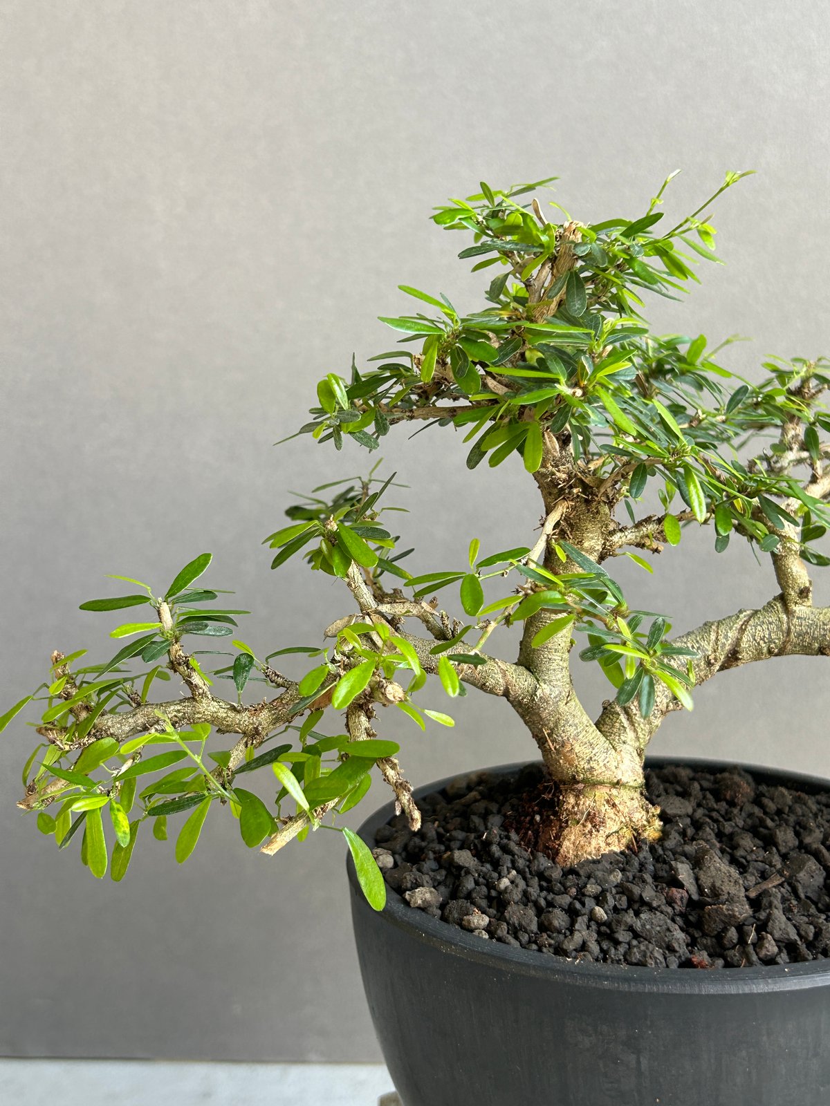 うち” 盆栽 Limited Edition「“UCHI” BONSAI 」86H | SH