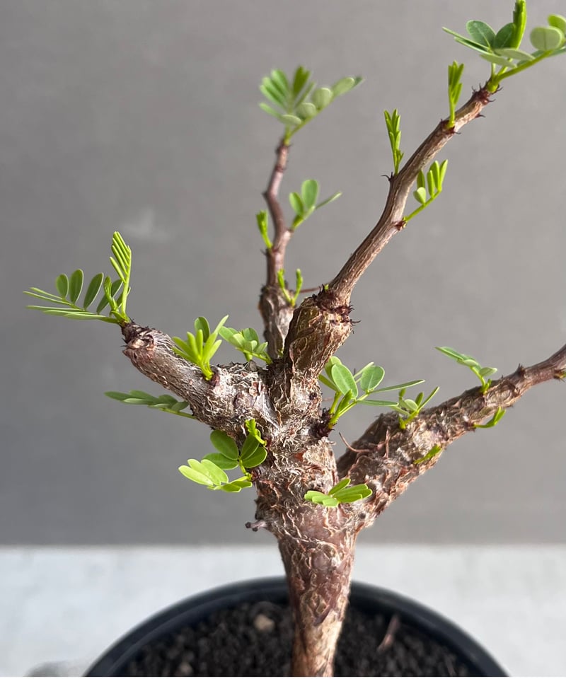 センナ メリディオナリス 実生苗 「Senna meridionalis」60Z センナ メリディオナリス 実生苗 「Senna meridionalis」60Z