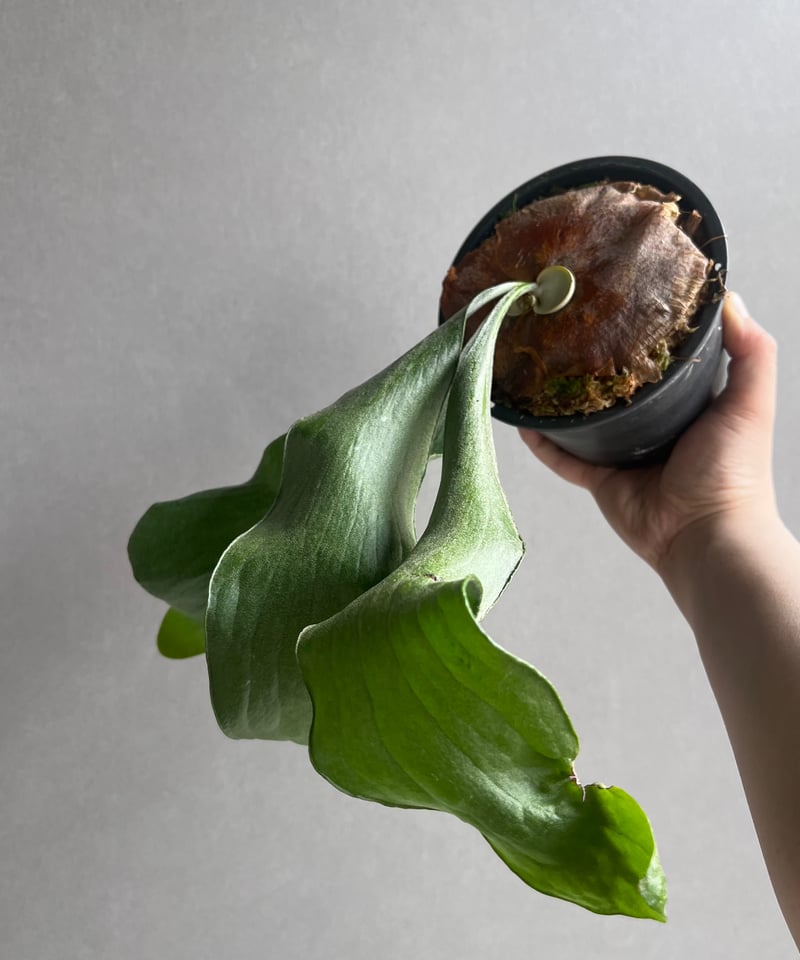 ビカクシダ ヒリー cv. ドラゴン “パチャリン”(子株) 「Platycerium hi