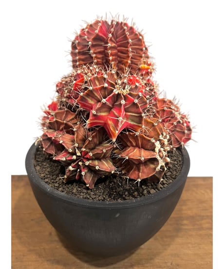 CATEGORY サボテン | SHOUCHIKUEN