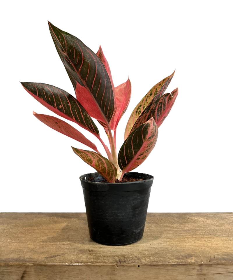 アグラオネマ キング オブ ルビー “変異種” 「Aglaonema King of アグラオネマ キング オブ ルビー “変異種” 「Aglaonema King of