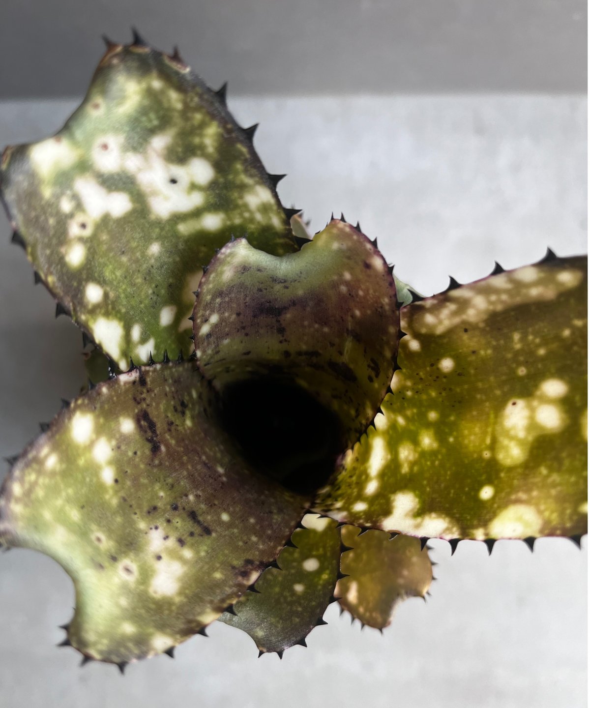 ビルベルギア コールド フュージョン 「Billbergia Cold Fusion」2B |