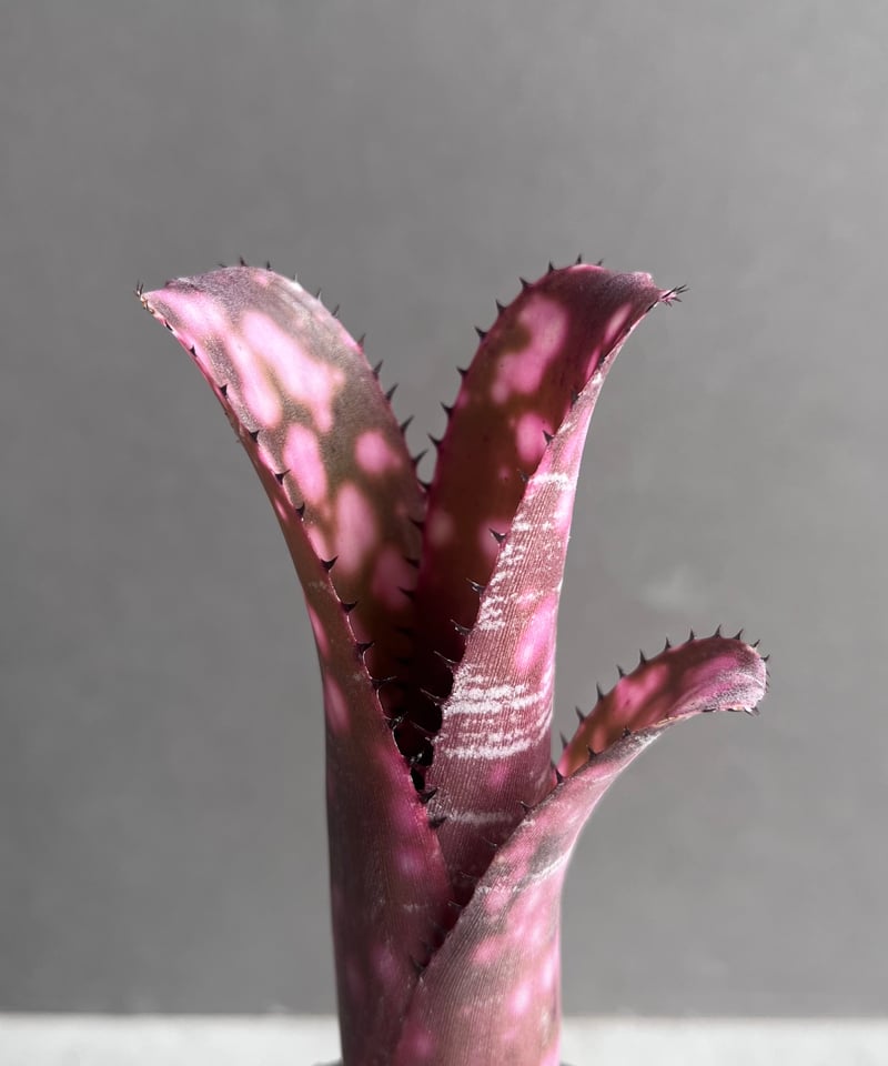 ビルベルギア インセンディアリー デライト 「Billbergia Incendiary De