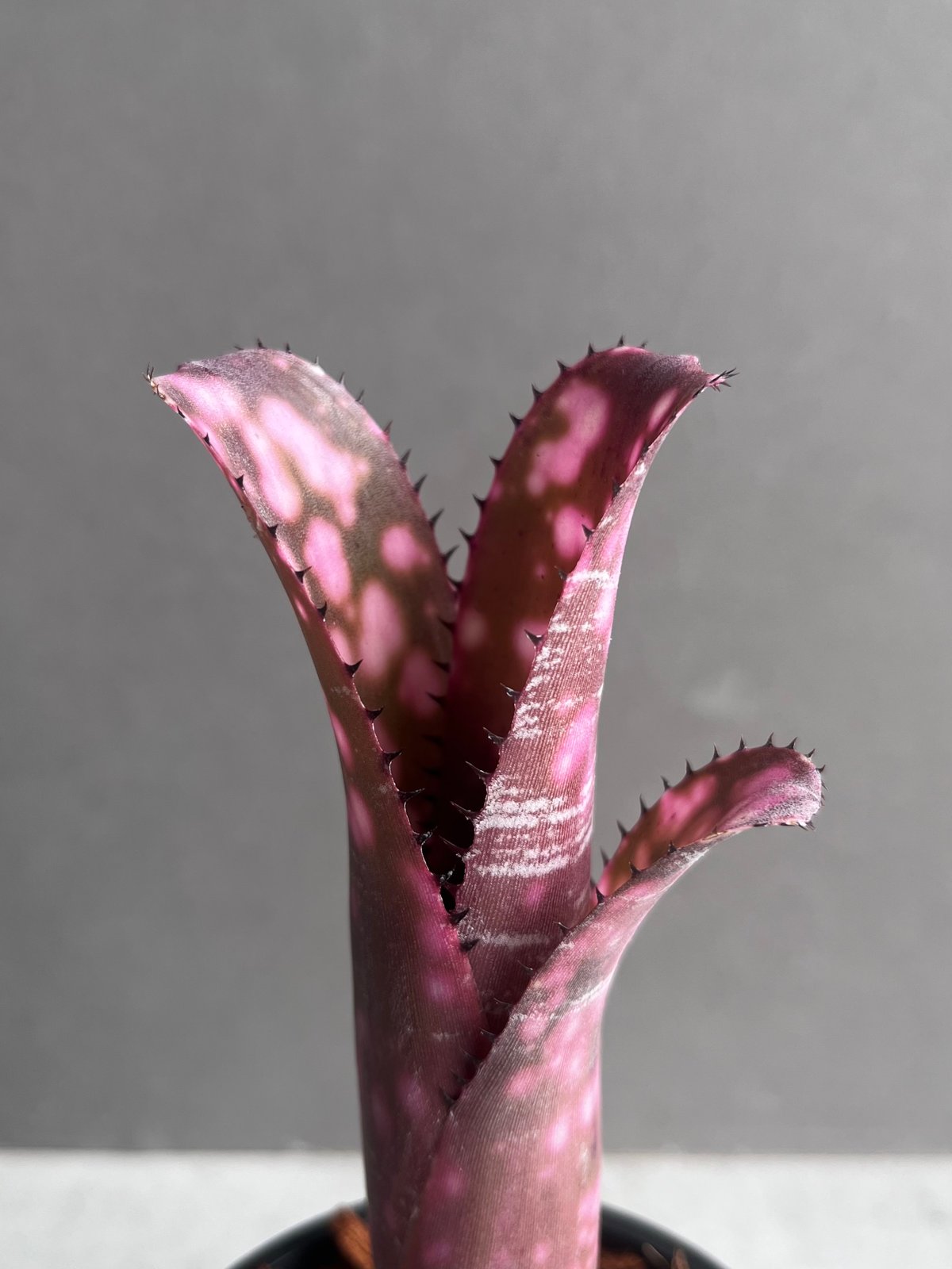 ビルベルギア インセンディアリー デライト 「Billbergia Incendiary De