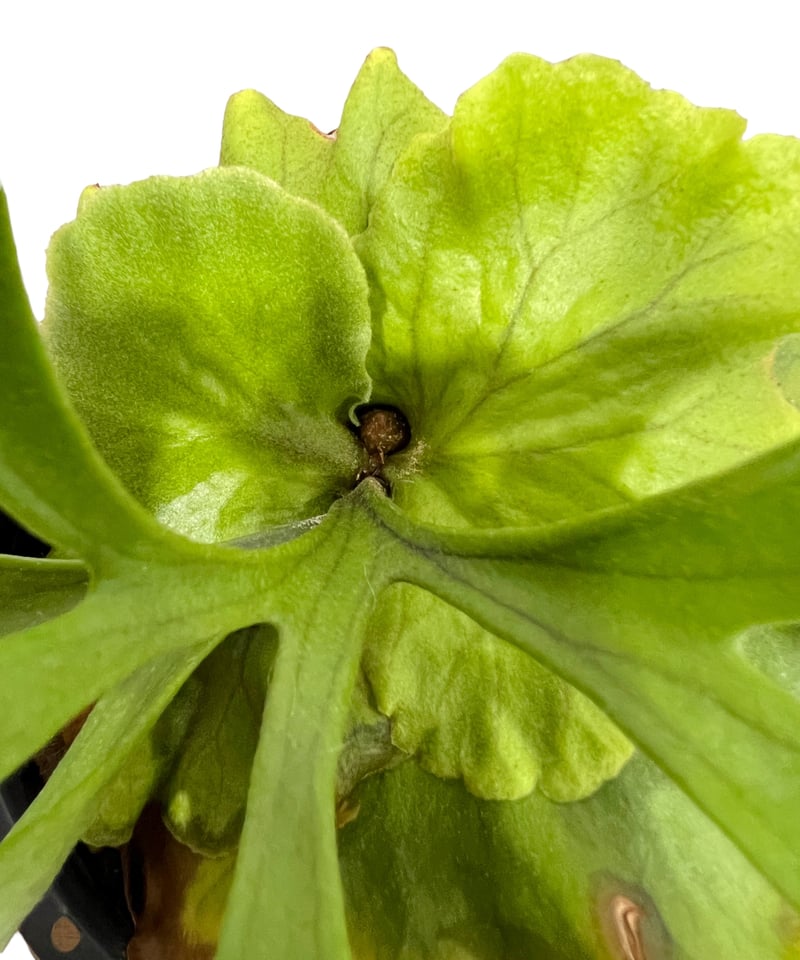 ビカクシダ P.Kitshakood small leaf ビカクシダ キッチャクード細葉(by ヌクル) 「Platycerium