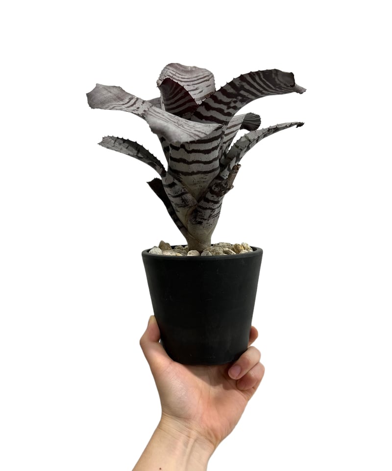 現品】【タンクブロメリア】エクメア・チャンテニーブラック 7号 MS