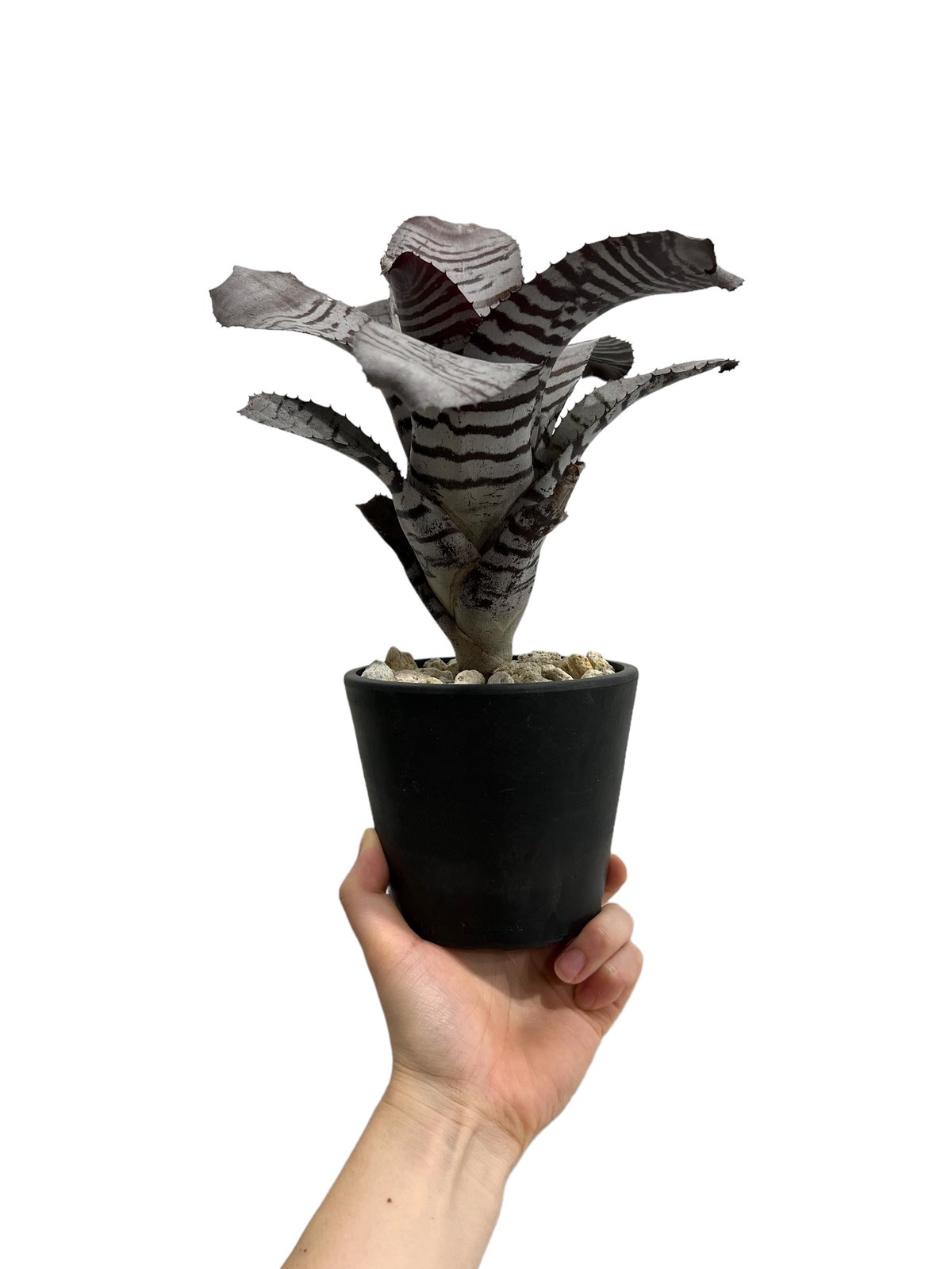 ブロメリア・エアープランツ Aechmea Black Ebony x Wide Leaf エクメア チャンティニー ワイドリーフ x ブラック エボニー