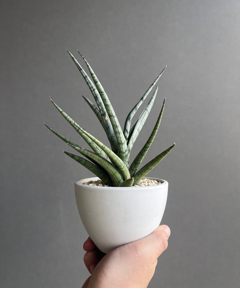 サンセベリア プラ カイ ケオ 「Sansevieria Pra Kay Kaow (by