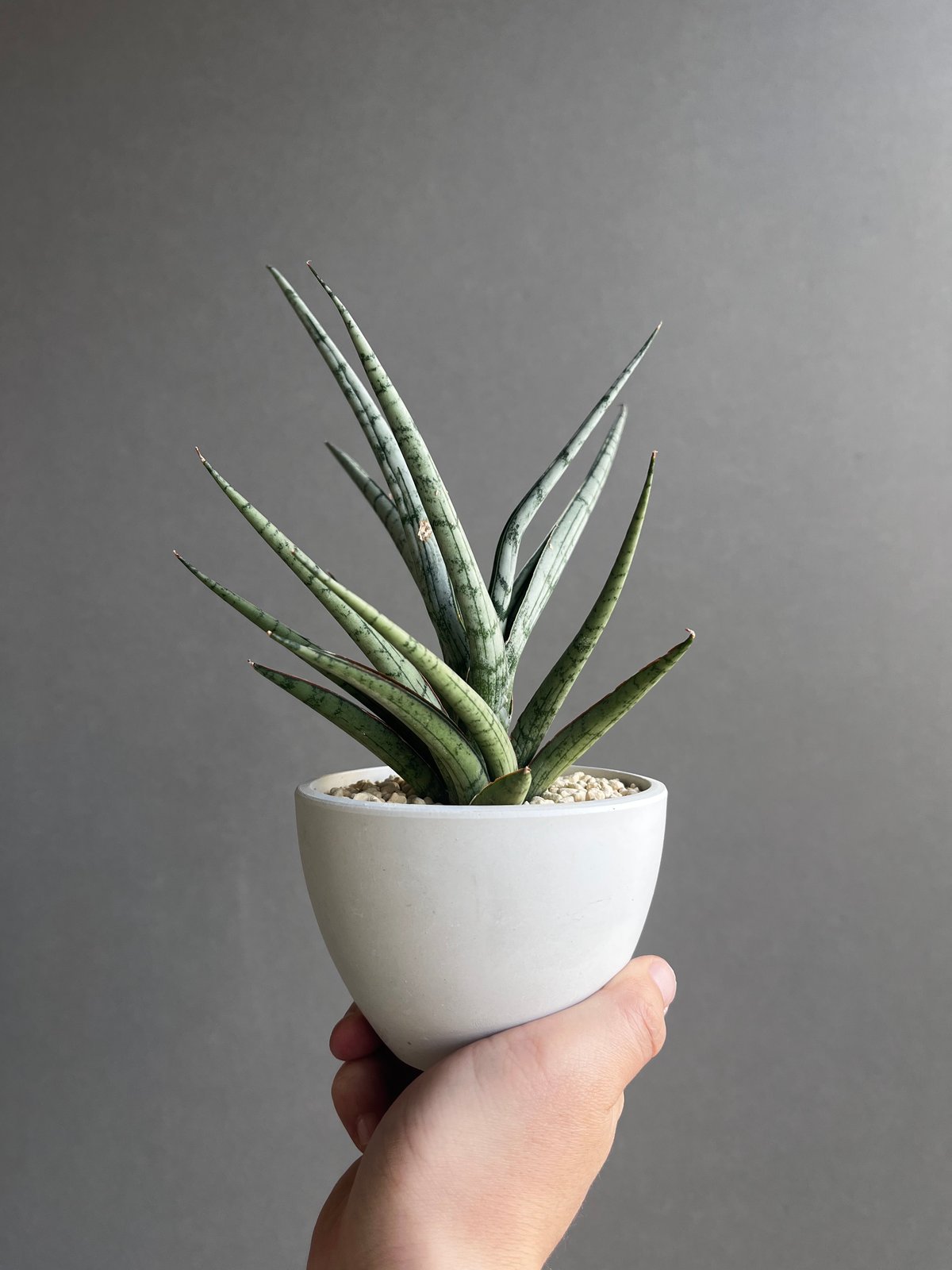 EMP サンセベリア Phra Kaikeo プラ カイケオ　 / SA310 サンセベリア プラ カイ ケオ 「Sansevieria Pra Kay Kaow (by