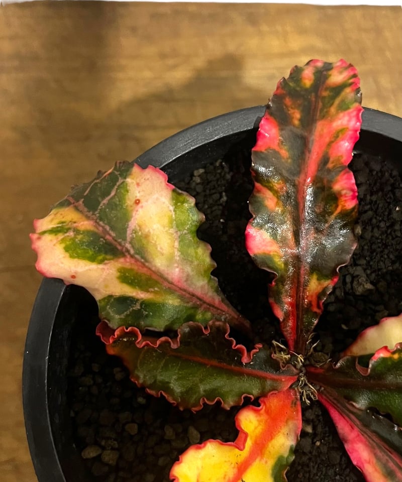 ユーフォルビア フランコイシー 斑入 「Euphorbia francoisii Varieg