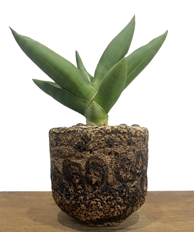 サンセベリア オペラ ハウス + plantsmonsters pot 「Sansevieri