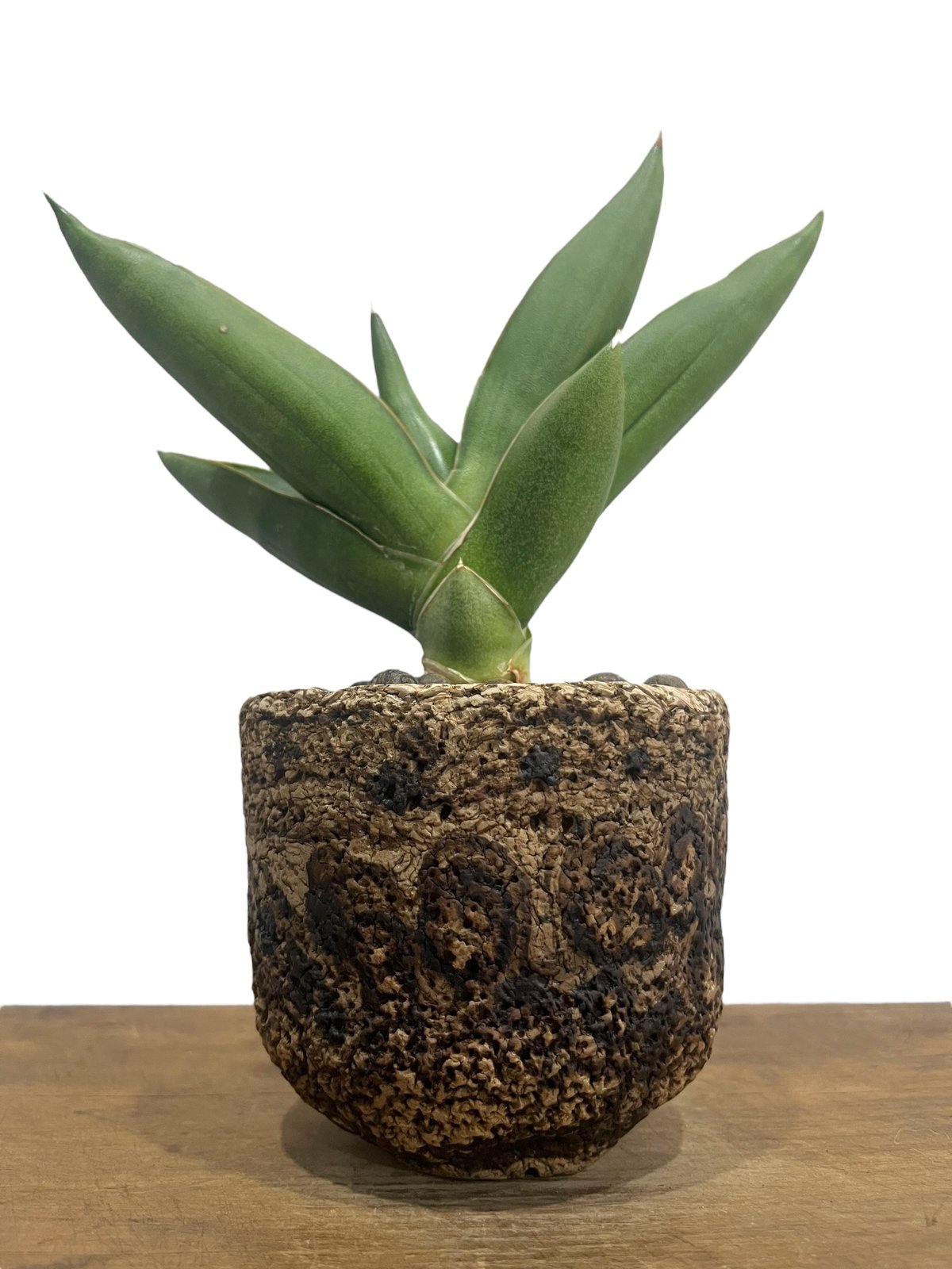 サンセベリア オペラ ハウス + plantsmonsters pot 「Sansevieri