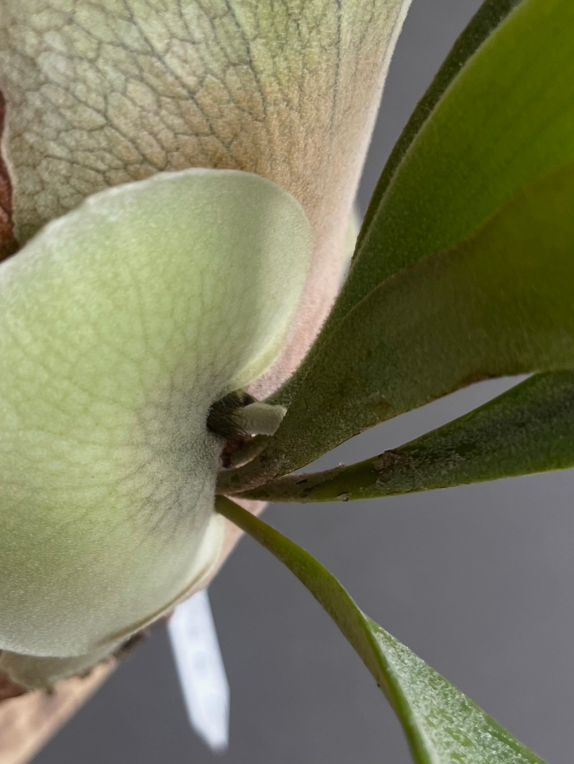 ビカクシダ ポルンガ (子株) by Stem Fern 「Platycerium Poru