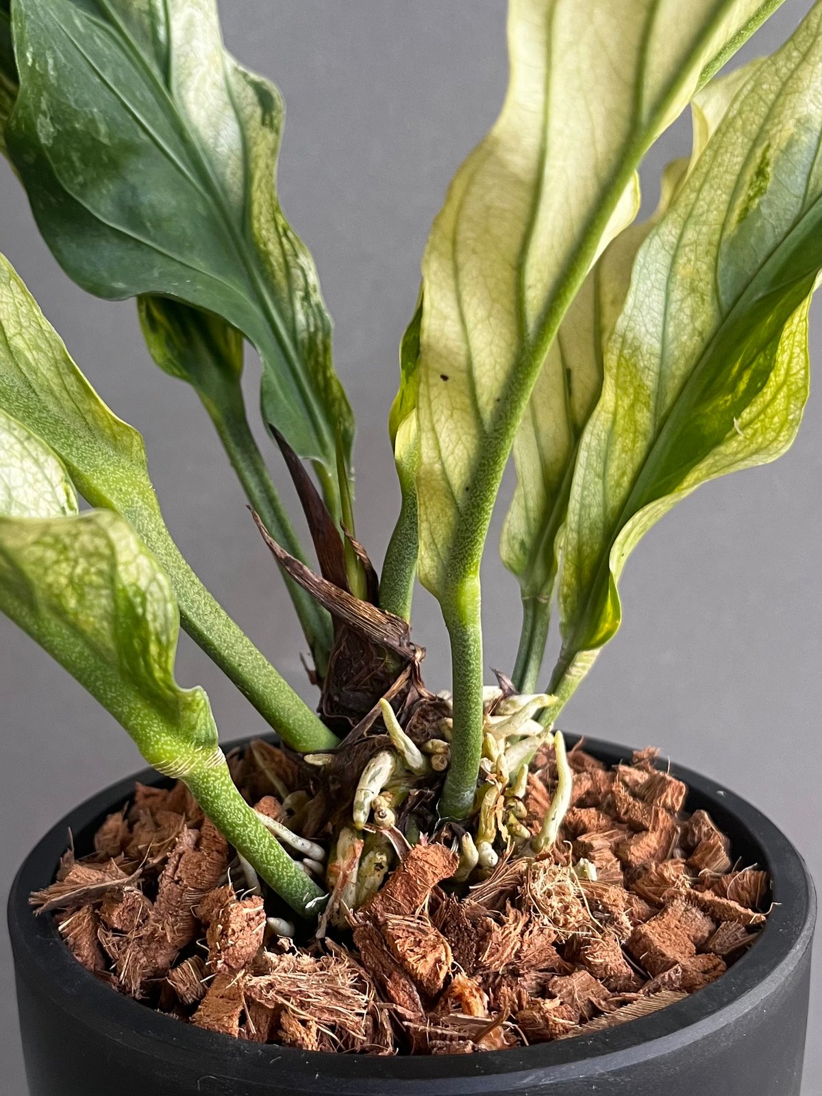 アンスリウム プロウマニー ミント 斑入 「Anthurium Plowmanii Mint