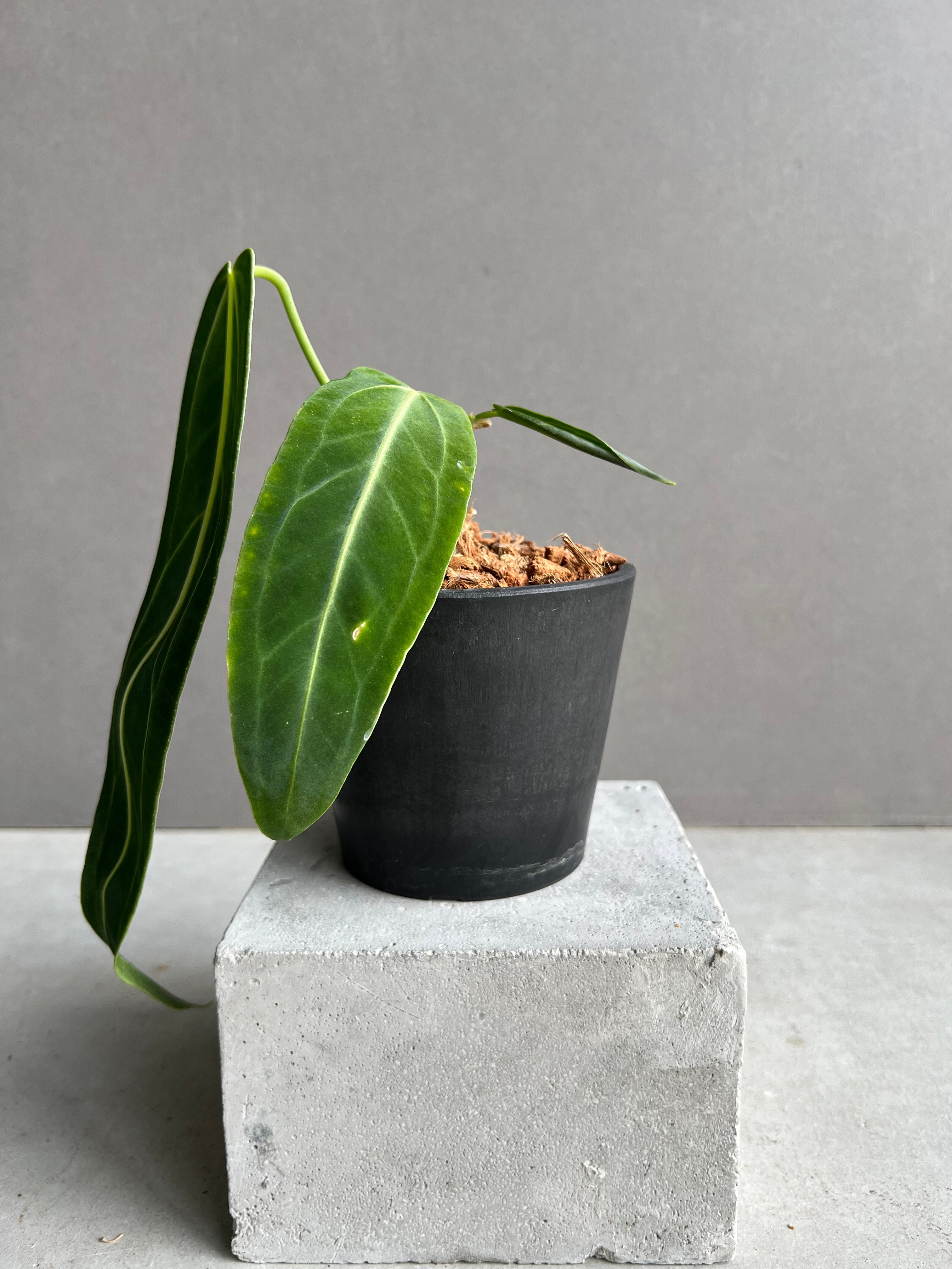 アンスリウム ワロクアナム ダーク&ナロー フォーム 「Anthurium