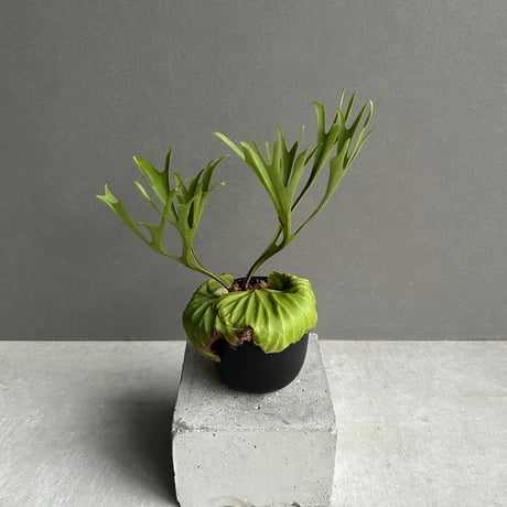 ビカクシダ | STORES