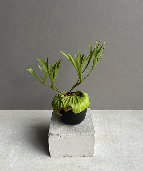 reg　ビカクシダ CATEGORY ビカクシダ（Platycerium） | UNI-Plants ビカクシダ、