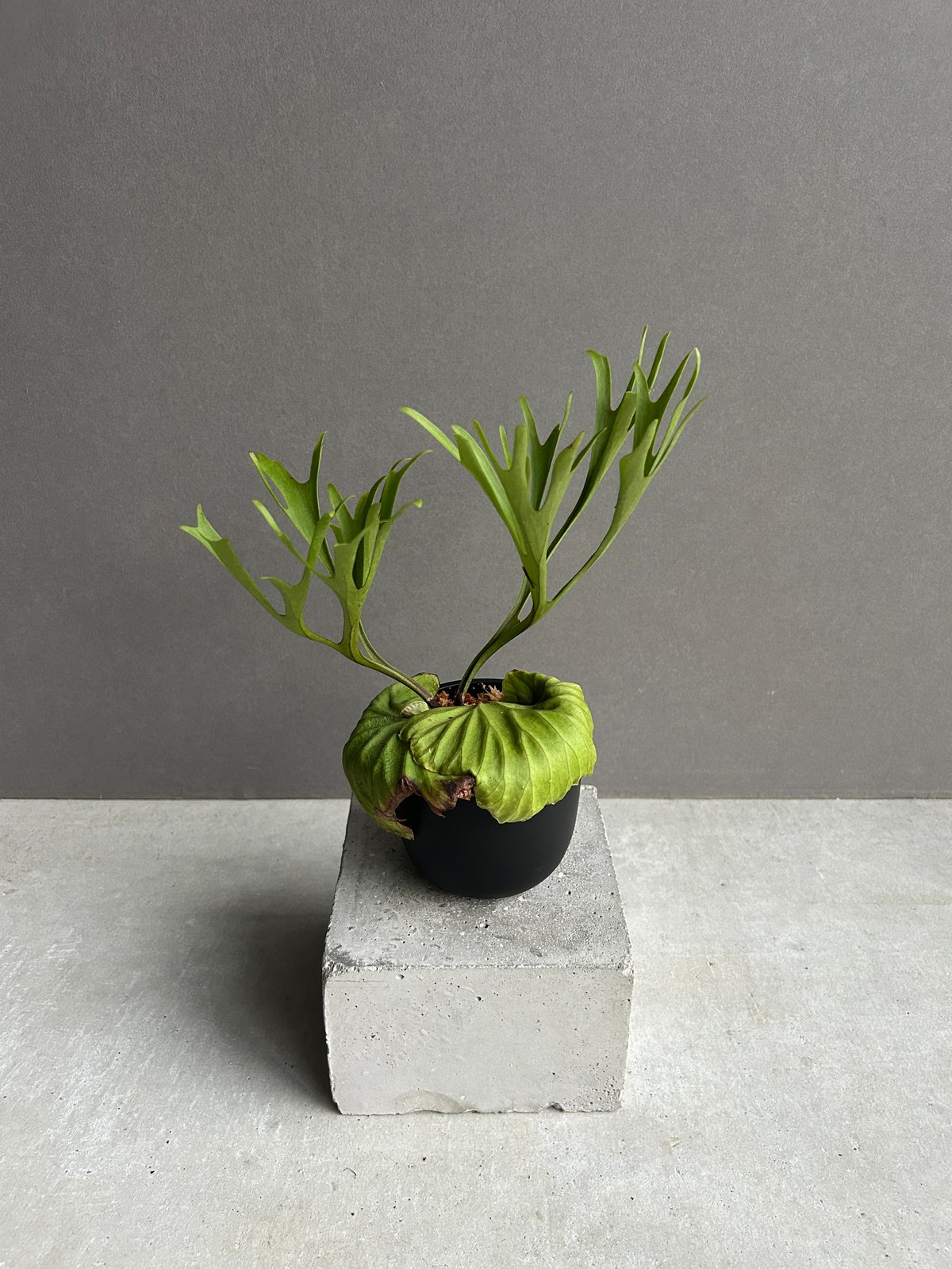 リドレイ パカラン タッパごと全部 ridleyi pakarang spore コルク付け