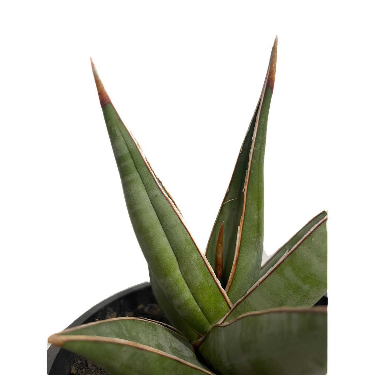 専用　Sansevieria pinguicula Longifoli サンセベリア ピングイキュラ ロンギフォリア 「Sansevieria